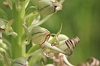 _MG_1609 Lizard Orchid